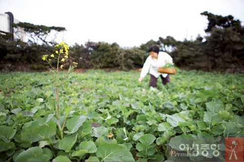 팔도맛집순례,향토음식레시피,제주도음식,빙떡,성게,홍삼,동문재래시장