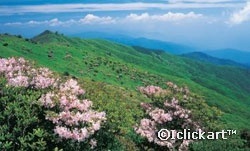 독초와 산나물, 혼동하지 마세요